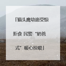 猫头鹰幼崽受惊拒食 民警“奶爸式”暖心投喂