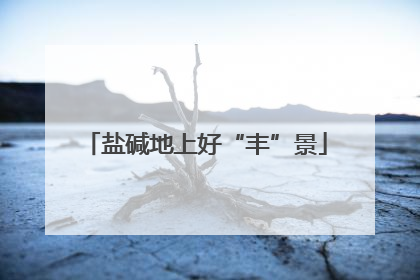 盐碱地上好“丰”景