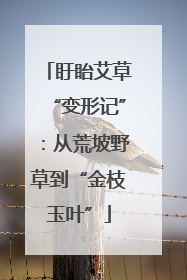 盱眙艾草“变形记”：从荒坡野草到“金枝玉叶”