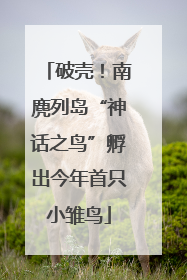 破壳！南麂列岛“神话之鸟”孵出今年首只小雏鸟