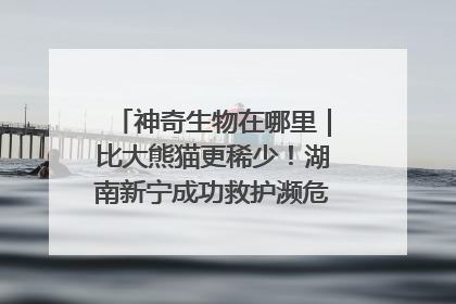 神奇生物在哪里｜比大熊猫更稀少！湖南新宁成功救护濒危鸟类海南鳽