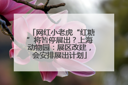 网红小老虎“红糖”将暂停展出？上海动物园：展区改建，会安排展出计划