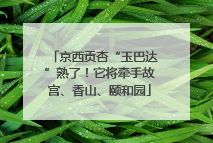 京西贡杏“玉巴达”熟了！它将牵手故宫、香山、颐和园