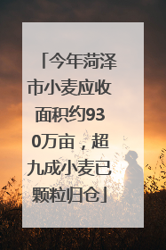 今年菏泽市小麦应收面积约930万亩，超九成小麦已颗粒归仓