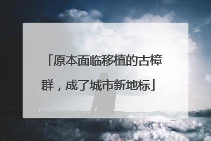 原本面临移植的古樟群，成了城市新地标