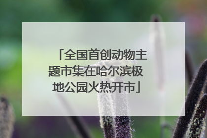 全国首创动物主题市集在哈尔滨极地公园火热开市