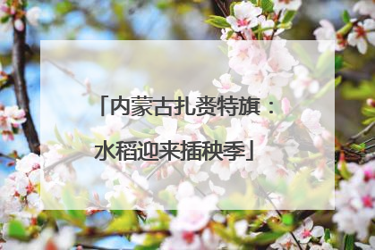 内蒙古扎赉特旗：水稻迎来插秧季