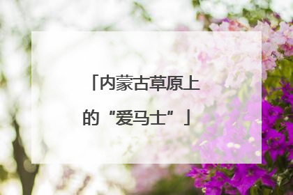 内蒙古草原上的“爱马士”