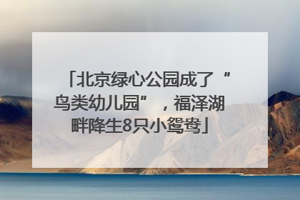 北京绿心公园成了“鸟类幼儿园”，福泽湖畔降生8只小鸳鸯