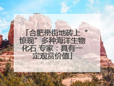 合肥罍街地砖上“惊现”多种海洋生物化石 专家：具有一定观赏价值