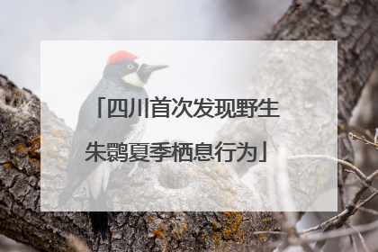 四川首次发现野生朱鹮夏季栖息行为