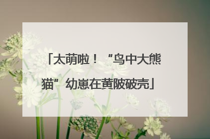 太萌啦！“鸟中大熊猫”幼崽在黄陂破壳