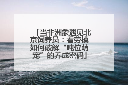 当非洲象遇见北京饲养员：看劳模如何破解“吨位萌宠”的养成密码