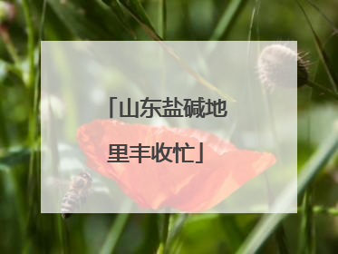 山东盐碱地里丰收忙
