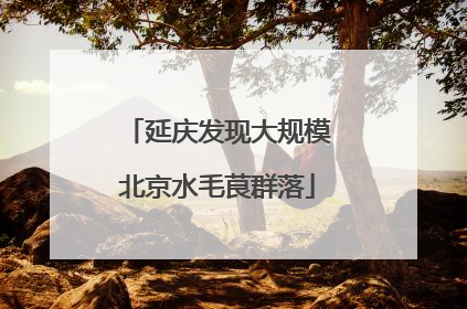 延庆发现大规模北京水毛茛群落