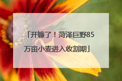 开镰了！菏泽巨野85万亩小麦进入收割期