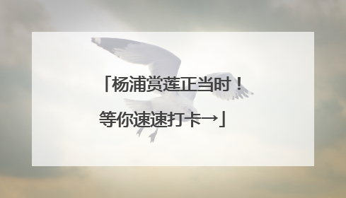 杨浦赏莲正当时！等你速速打卡→