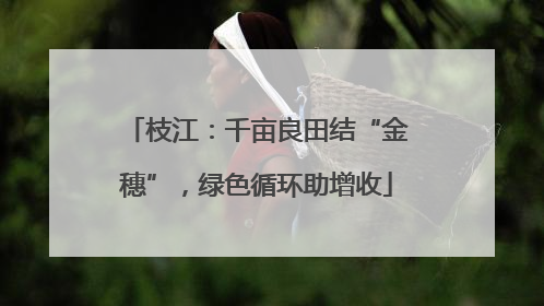 枝江：千亩良田结“金穗”，绿色循环助增收