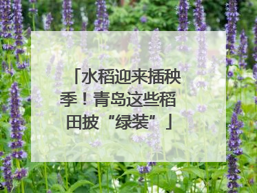 水稻迎来插秧季！青岛这些稻田披“绿装”