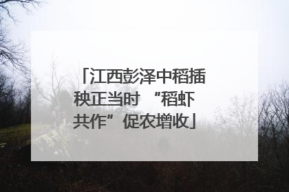 江西彭泽中稻插秧正当时 “稻虾共作”促农增收