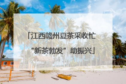 江西赣州夏茶采收忙 “新茶勃发”助振兴