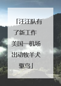 汪汪队有了新工作 美国一机场出动牧羊犬驱鸟