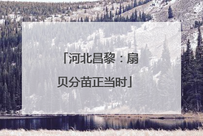 河北昌黎：扇贝分苗正当时