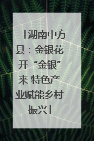 湖南中方县：金银花开“金银”来 特色产业赋能乡村振兴