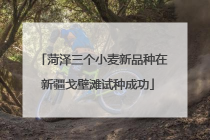 菏泽三个小麦新品种在新疆戈壁滩试种成功