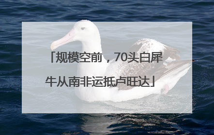 规模空前，70头白犀牛从南非运抵卢旺达