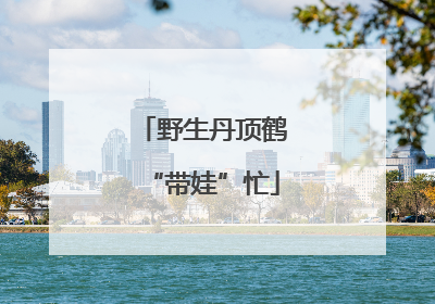 野生丹顶鹤“带娃”忙
