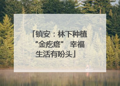 镇安：林下种植“金疙瘩” 幸福生活有盼头