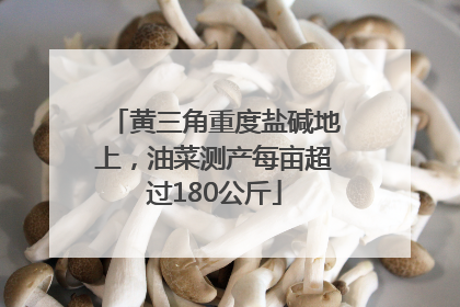 黄三角重度盐碱地上，油菜测产每亩超过180公斤