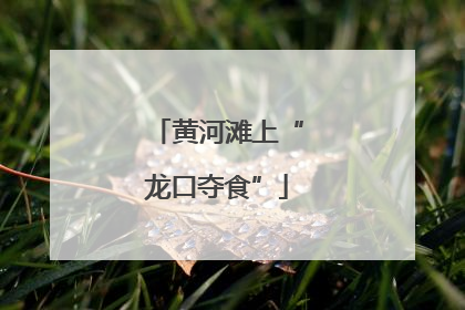 黄河滩上“龙口夺食”