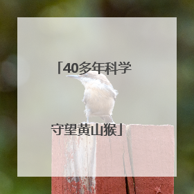 40多年科学守望黄山猴